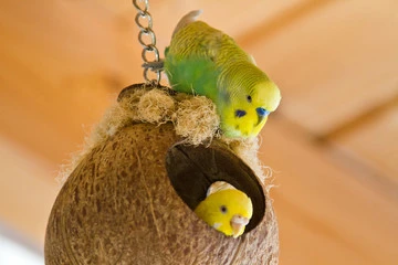 Budgie's Pregnancy