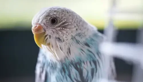 Budgie’s Pregnancy: Proven Ways to Ensure Healthy Eggs
