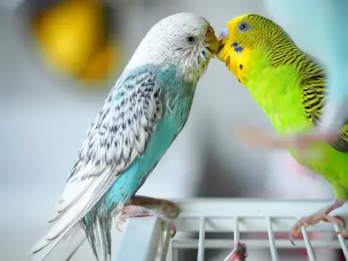 Budgie's Pregnancy