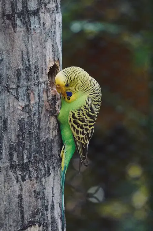 Budgie's Pregnancy