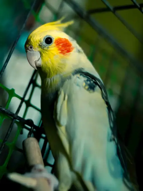 Cockatiel Age and Gender