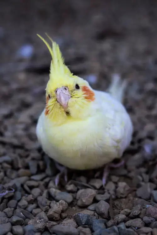 Cockatiel Age and Gender