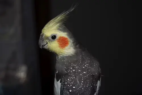 Cockatiel Age and Gender: Happy Proven Expert Tips