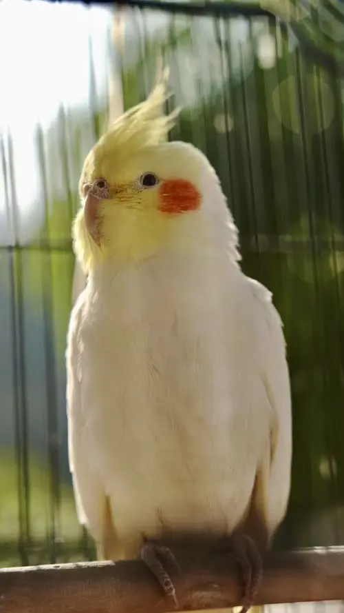 Cockatiel Age and Gender