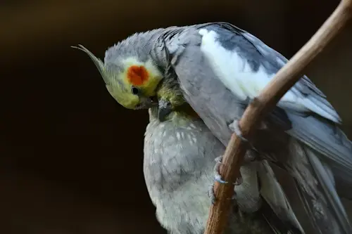 Cockatiel Behavior and Rituals: Best Signs of a Happy Bird