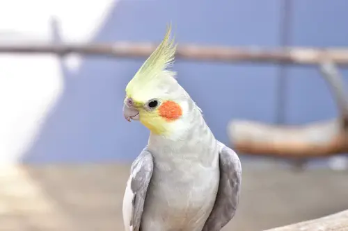 Cockatiel Behavior and Rituals