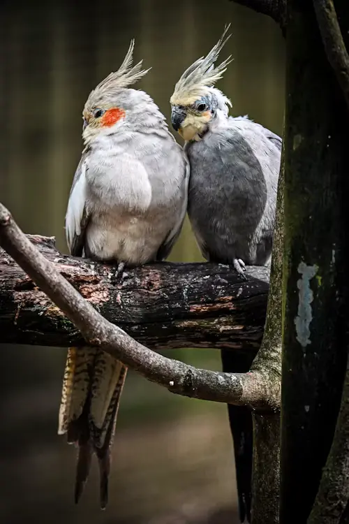 Cockatiel Behavior and Rituals