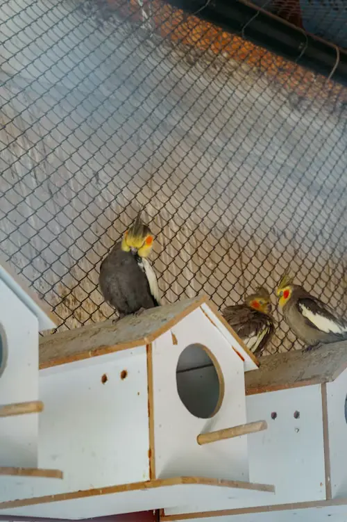 Cockatiel's Pregnancy