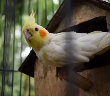 Cockatiel’s Pregnancy: Best Proven Guide