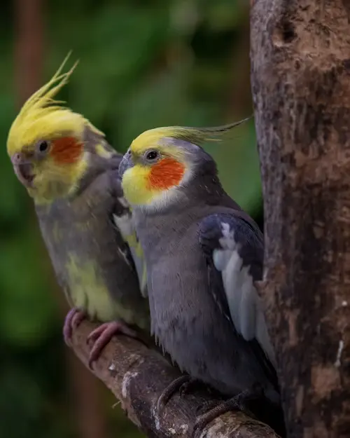 Cockatiel's Pregnancy