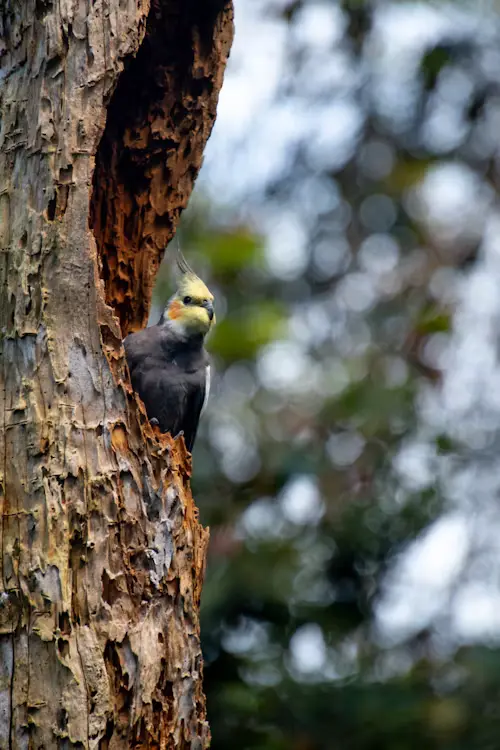 Cockatiel's Pregnancy