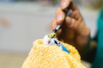 Homemade Remedies for Sick Birds