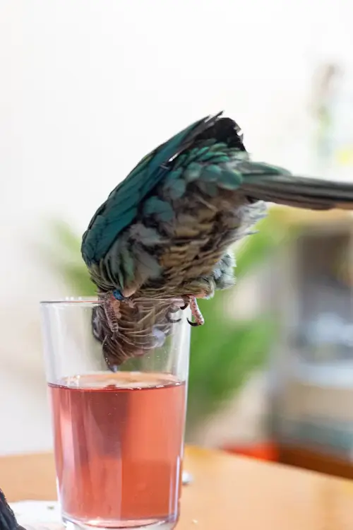 Homemade Remedies for Sick Birds