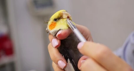 Homemade Remedies for Sick Birds: Happy Ultimate Healing Tips