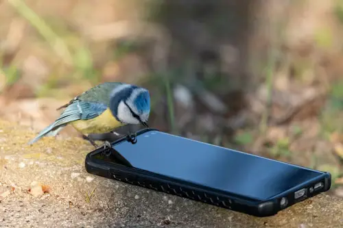 Technology for Bird Care