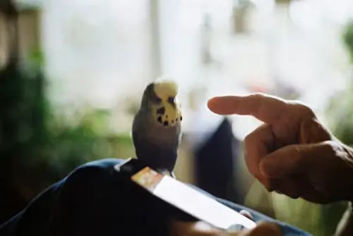 Technology for Bird Care