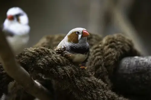 Zebra Finches Age and Gender
