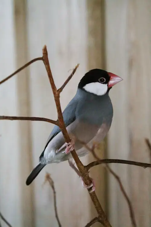 Zebra Finches Age and Gender