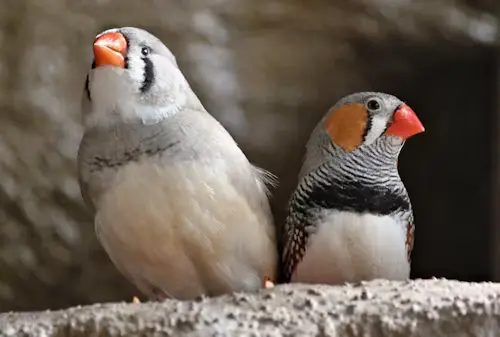 Zebra Finches Age and Gender: Best How-To for Caring