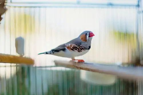Zebra Finches Age and Gender