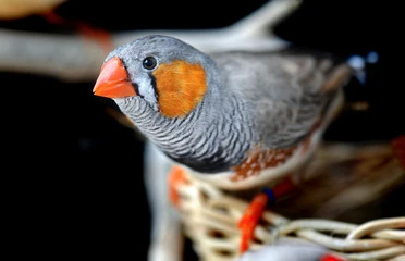 Zebra Finches Pregnancy: Happy Ultimate Vet-Backed Care Guide