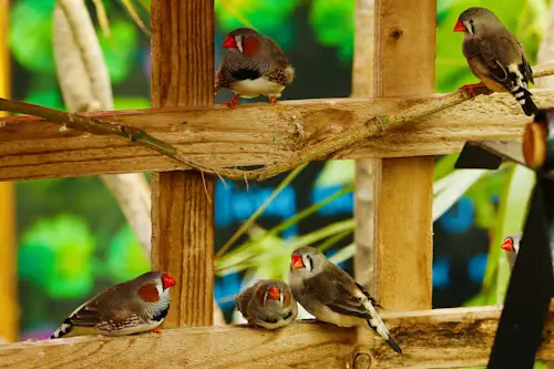 Zebra Finches Pregnancy