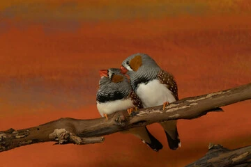 Zebra Finches Pregnancy