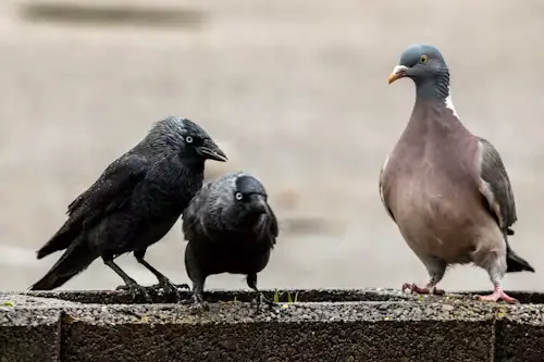 Do Crows Eat Baby Birds: Key Secrets Uncovered