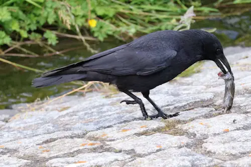 Do Crows Eat Baby Birds