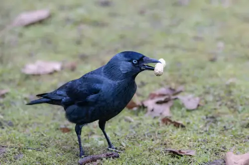Do Crows Eat Baby Birds