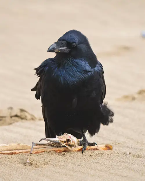 Do Crows Eat Baby Birds