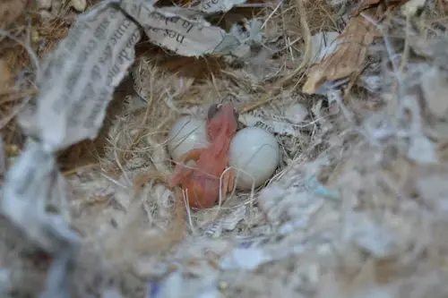 How do birds have babies