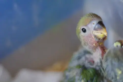 How do birds have babies