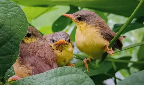 How do birds have babies: Ultimate Beginner’s Guide