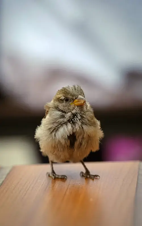 How do birds have babies