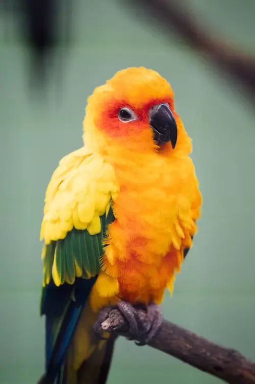 How long can a pet bird live