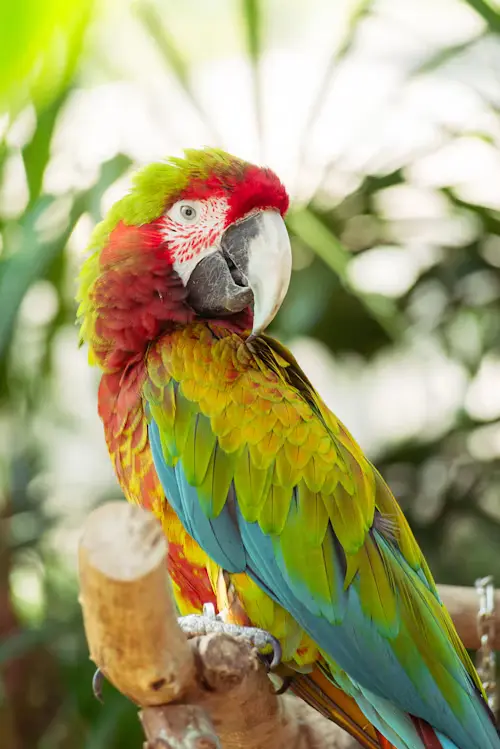 How long can a pet bird live
