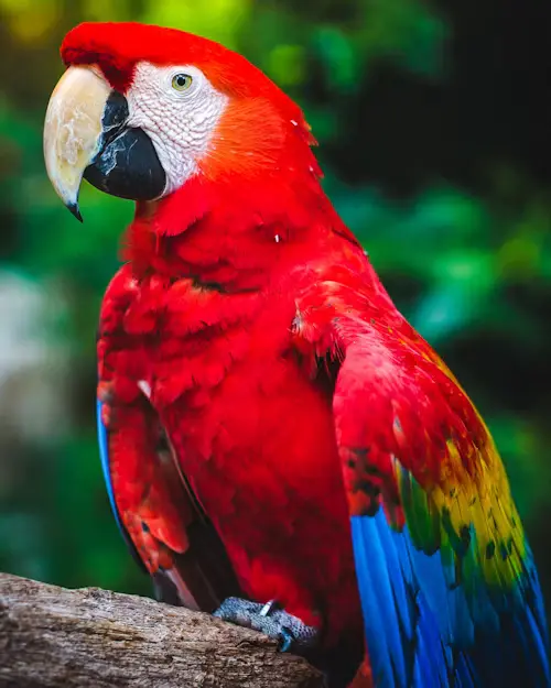 How long can a pet bird live