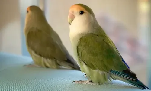 How long can a pet bird live: Inspiring Longevity Secrets