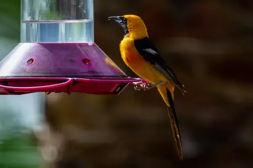 Oriole bird feeders