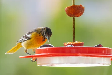 Oriole bird feeders