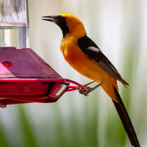 Oriole bird feeders