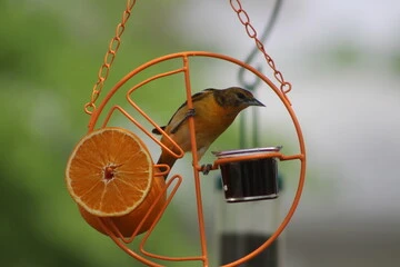 Oriole bird feeders: How to Attract Orioles Fast