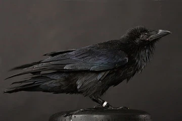 crow bird pet