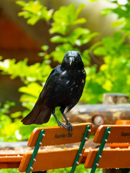 crow bird pet