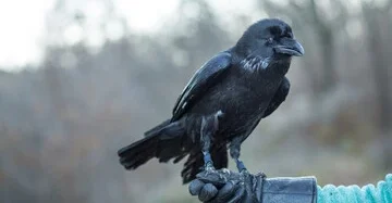 crow bird pet Why Owners Love These Habits