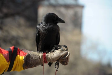 crow bird pet