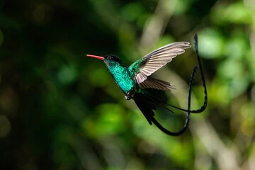 doctor bird hummingbird