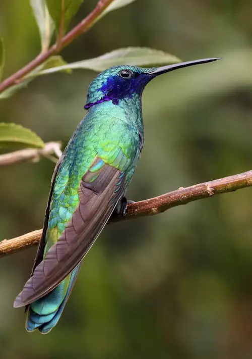 doctor bird hummingbird