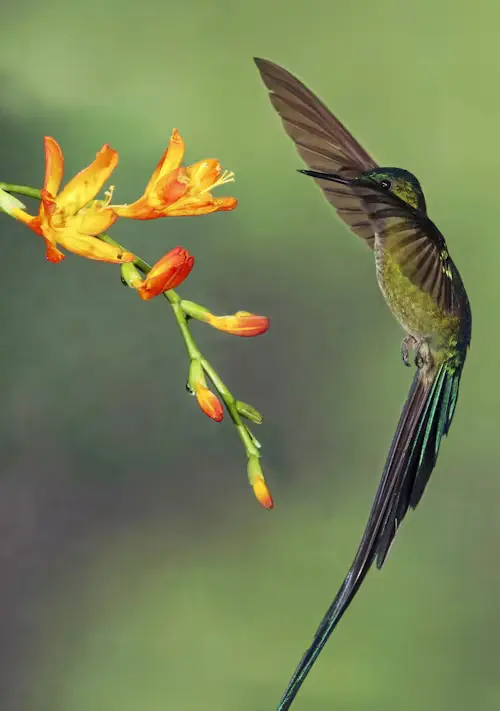 doctor bird hummingbirdavif